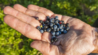 DownEast Acadia is home to the Maine Wild Blueberry