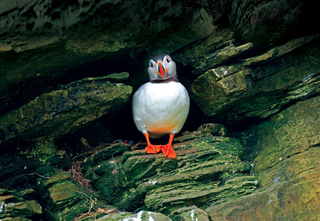 Puffin Watch in DownEast Acadia
